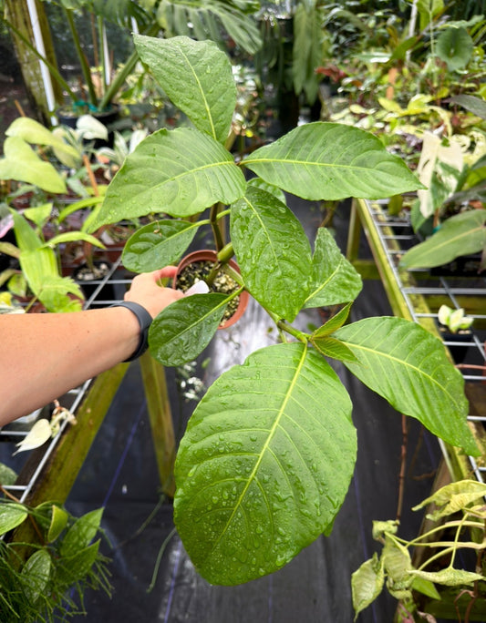 Sanchezia munita