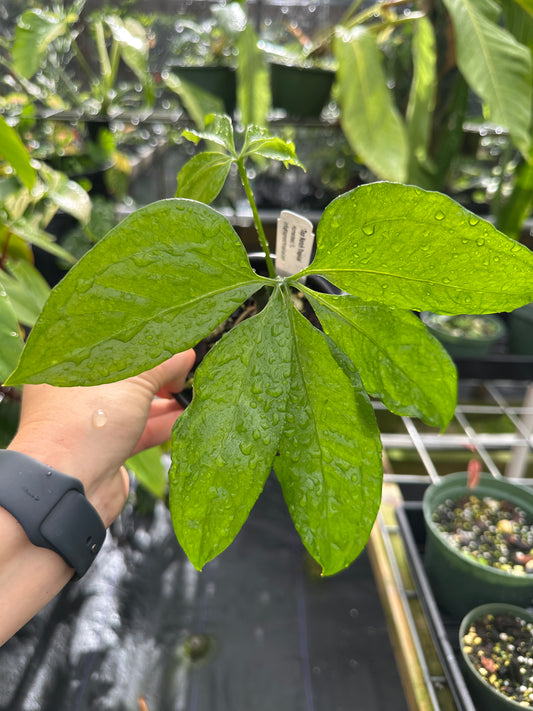 Anthurium pentaphyllum