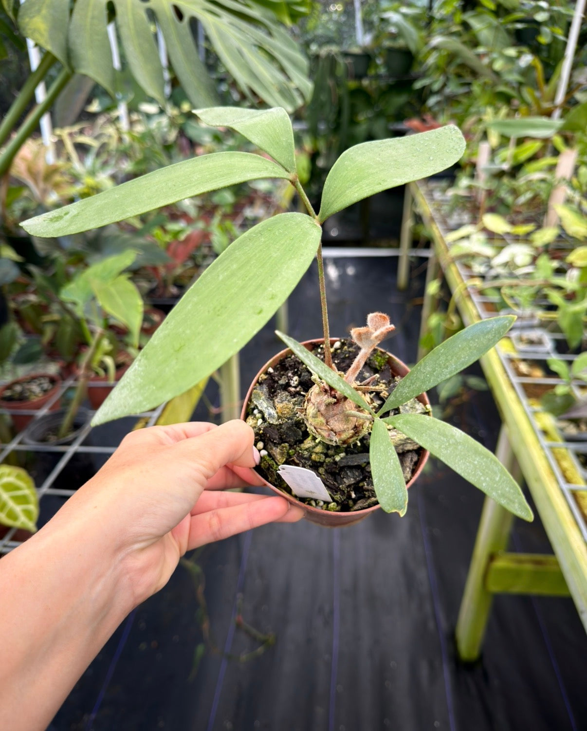 Zamia meermanii