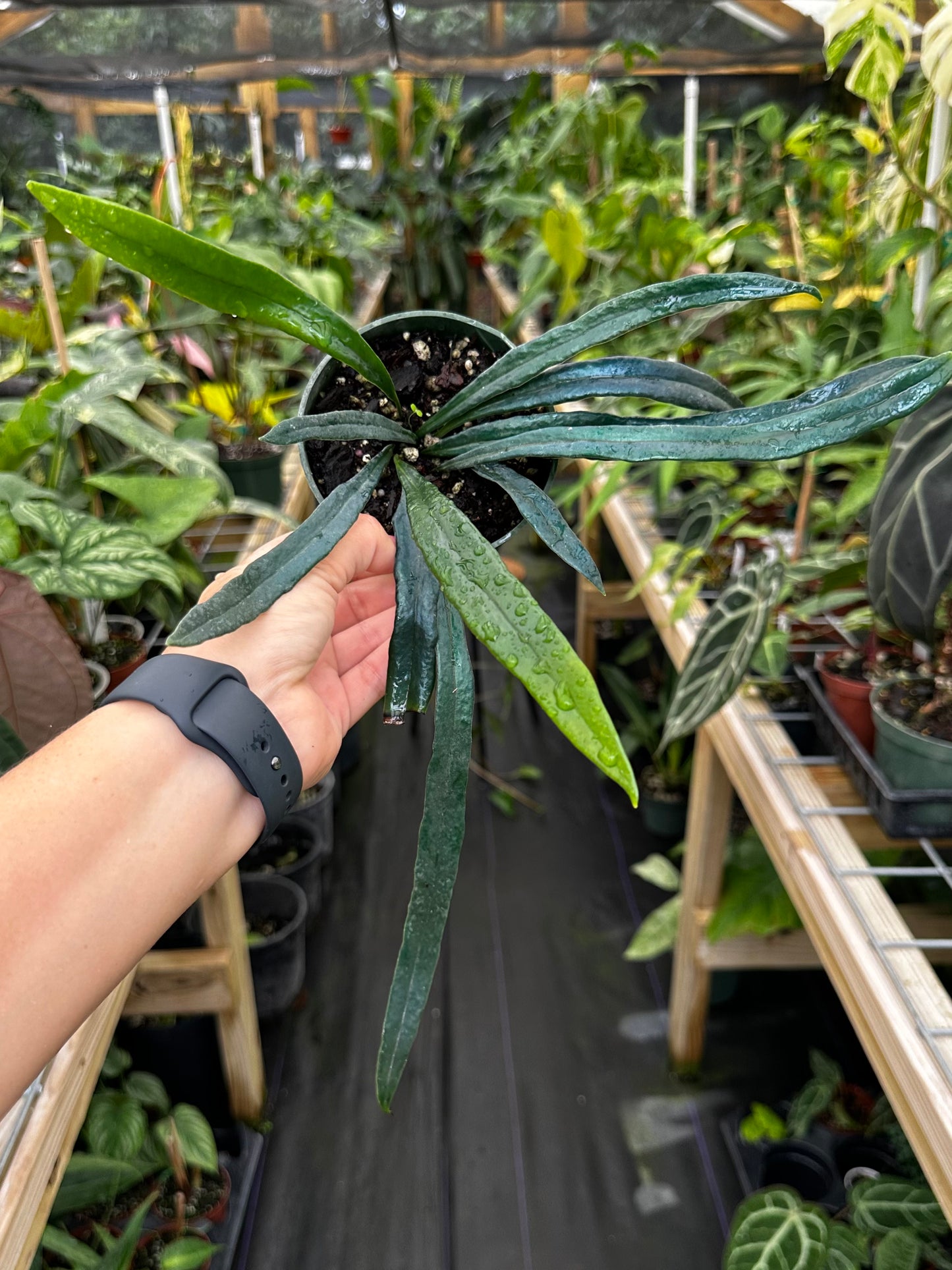 Microsorum thailandicum, Blue oil fern