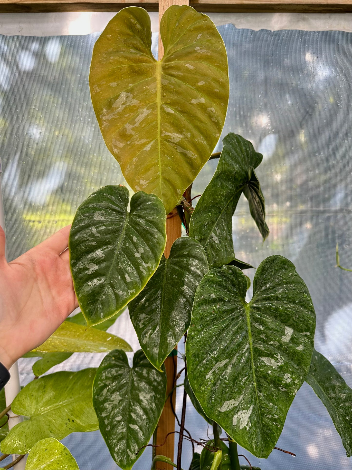 Philodendron brandtianum AFF "Wild form"
