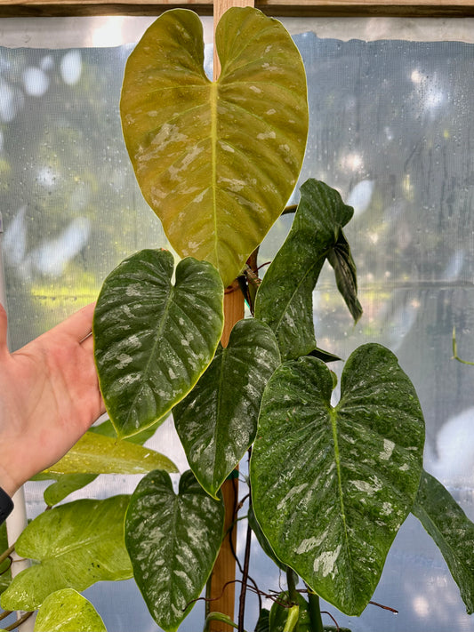 Philodendron brandtianum AFF "Wild form"