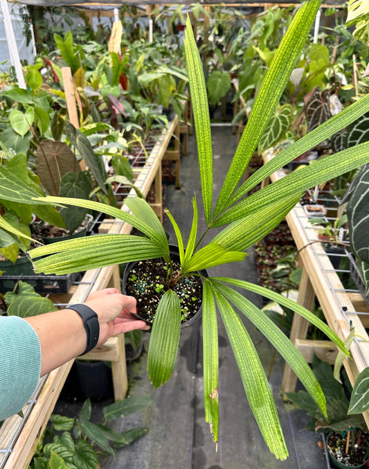 Licuala lauterbachii Palm