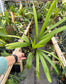 Licuala lauterbachii Palm, Large