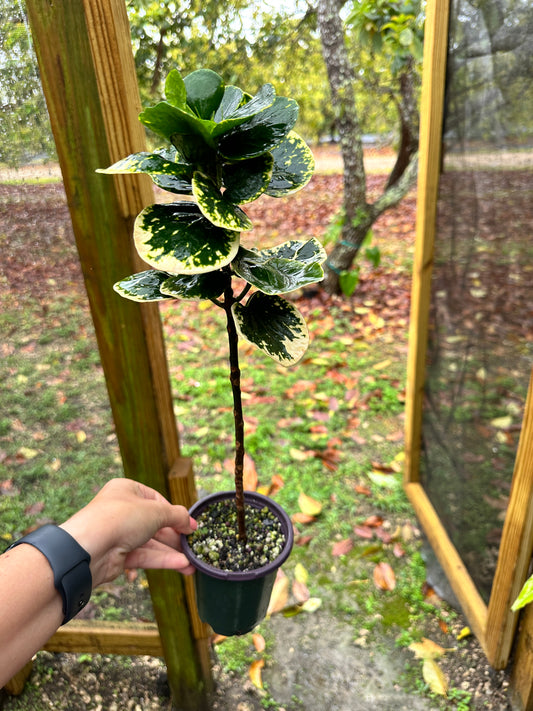 Codiaeum Variegatum, White Thai Croton, Apple