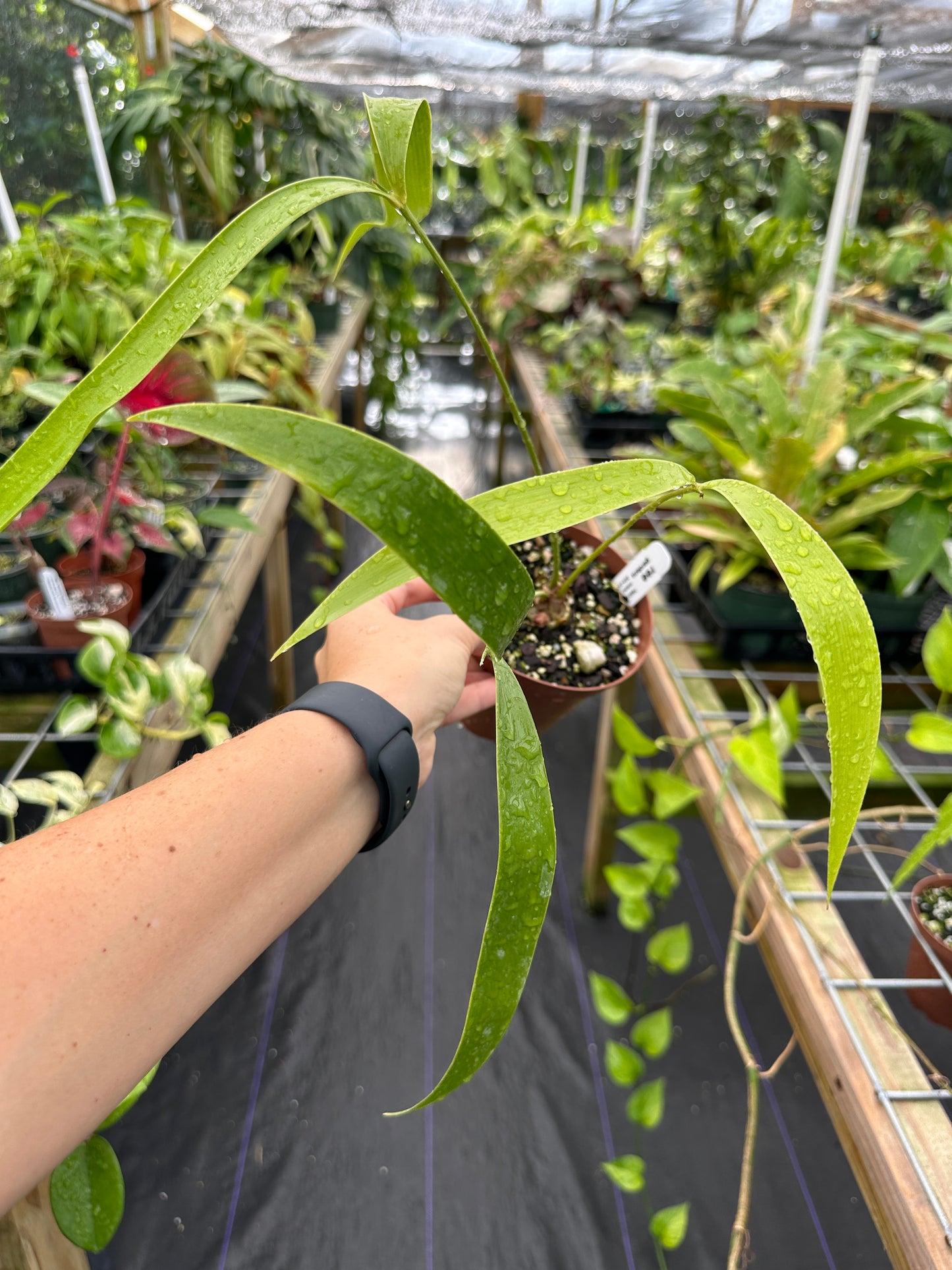 Zamia pseudoparasitica Rare epiphytic cycad by Ree Gardens