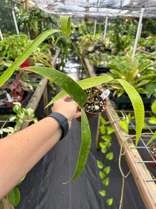 Zamia pseudoparasitica Rare epiphytic cycad by Ree Gardens