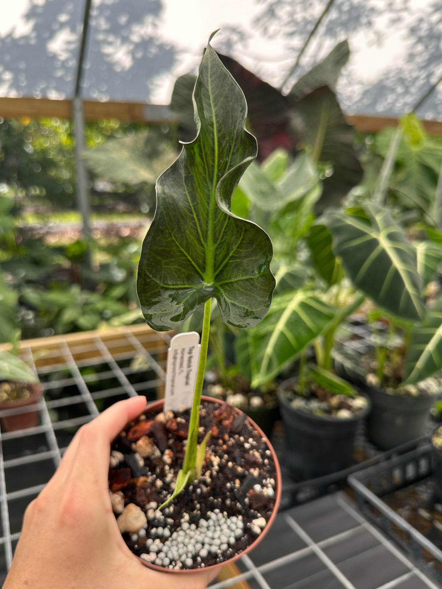 Rare Alocasia 'Grim Reaper'