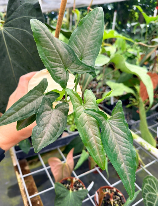 Syngonium yurimaguense