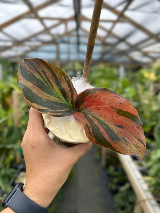 Kaempferia sp. pink variegated