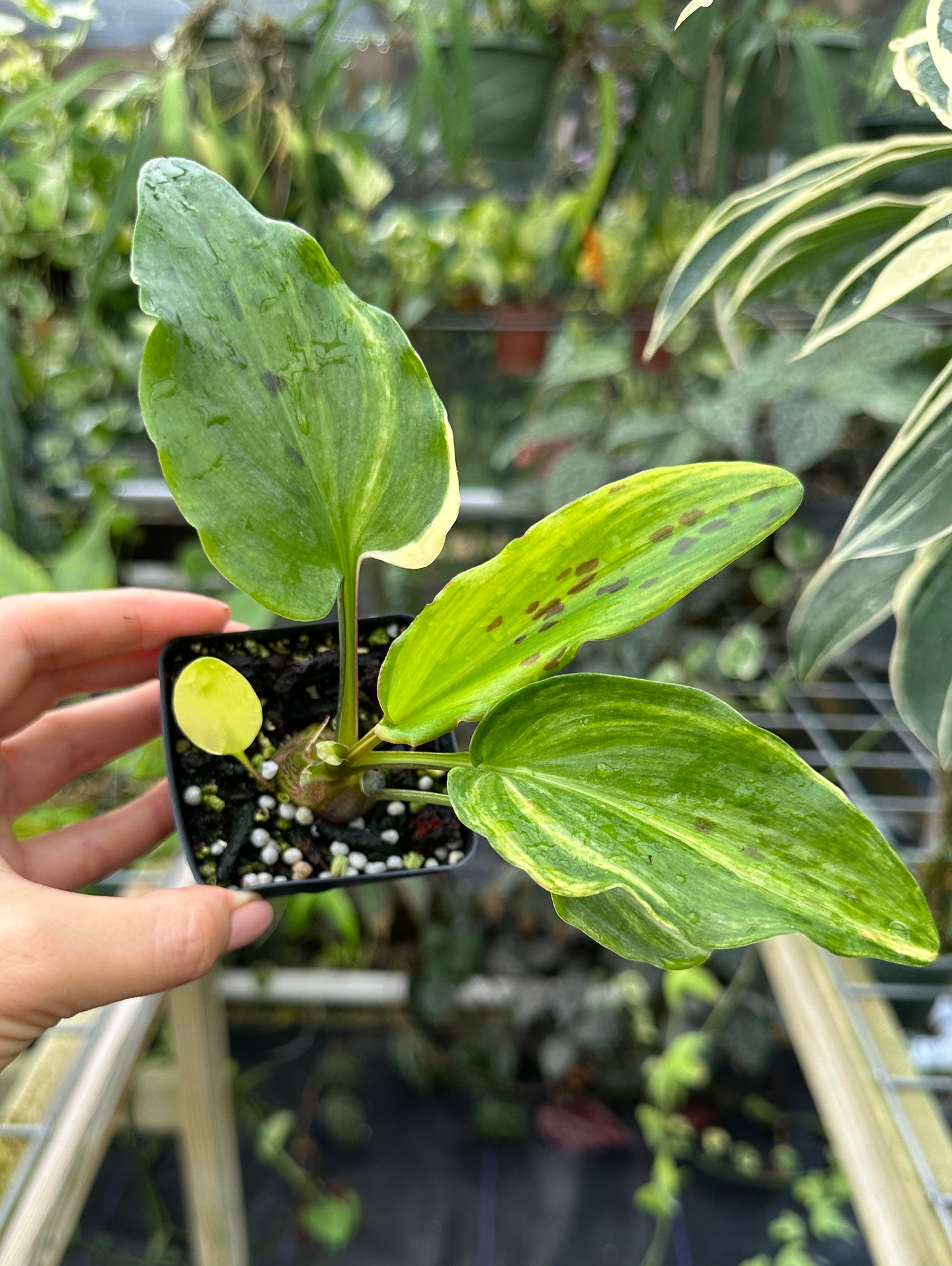 Drimiopsis maculata variegated