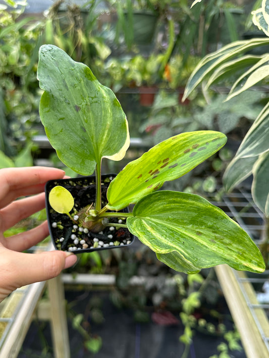 Drimiopsis maculata variegated