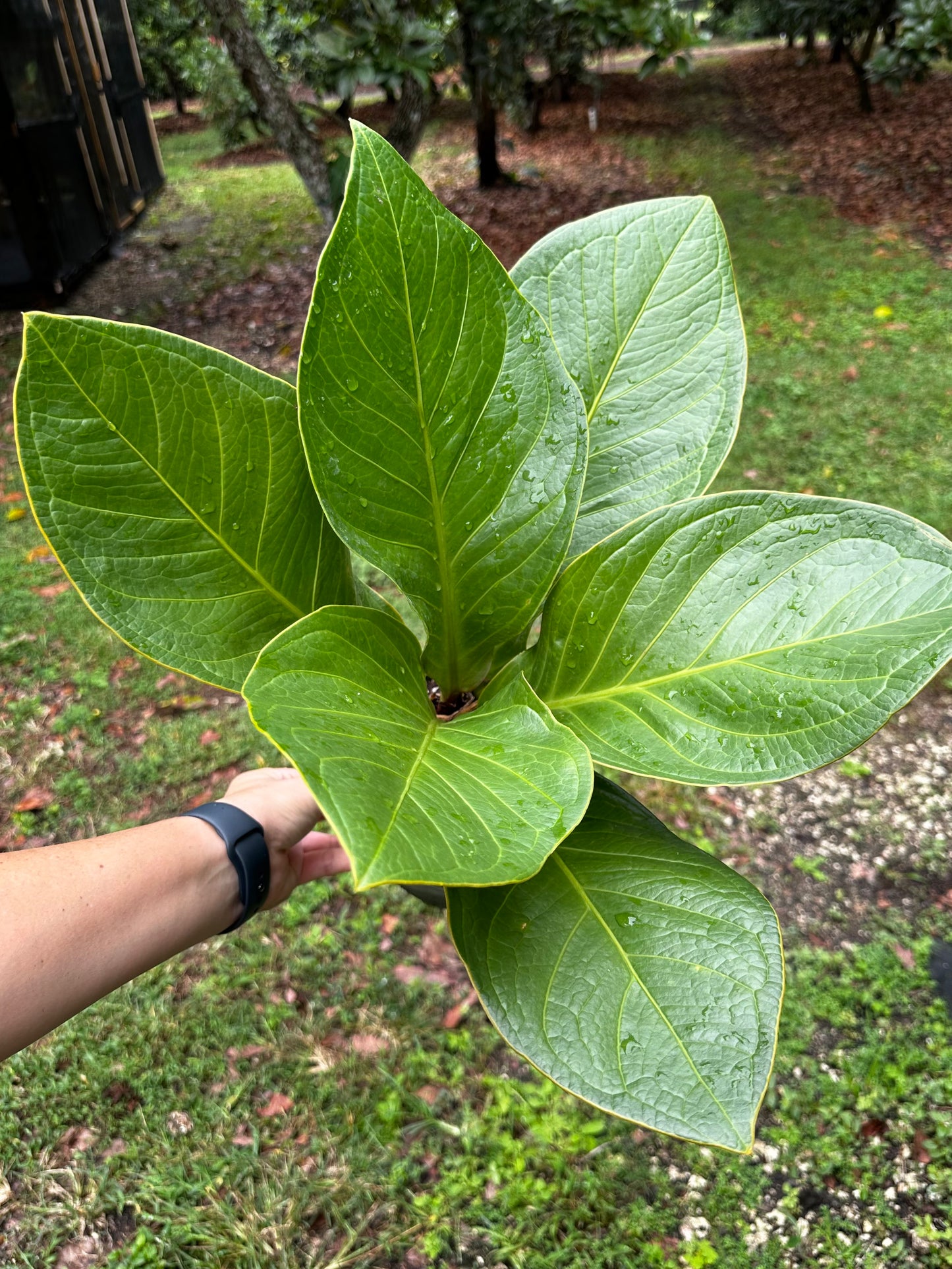 Anthurium Bonplandii Large