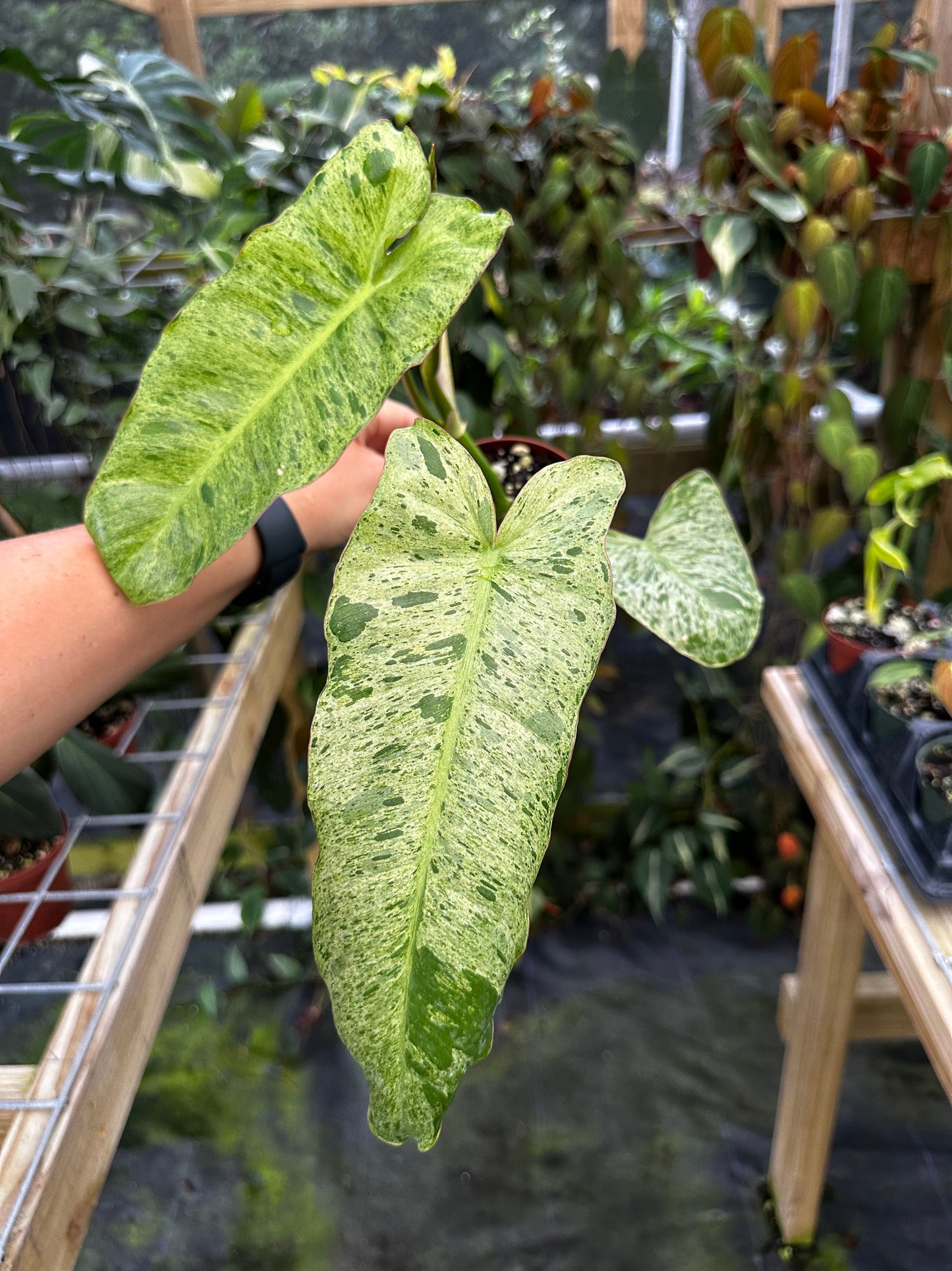Philodendron Paraiso Verde