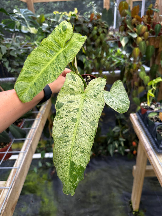 Philodendron Paraiso Verde