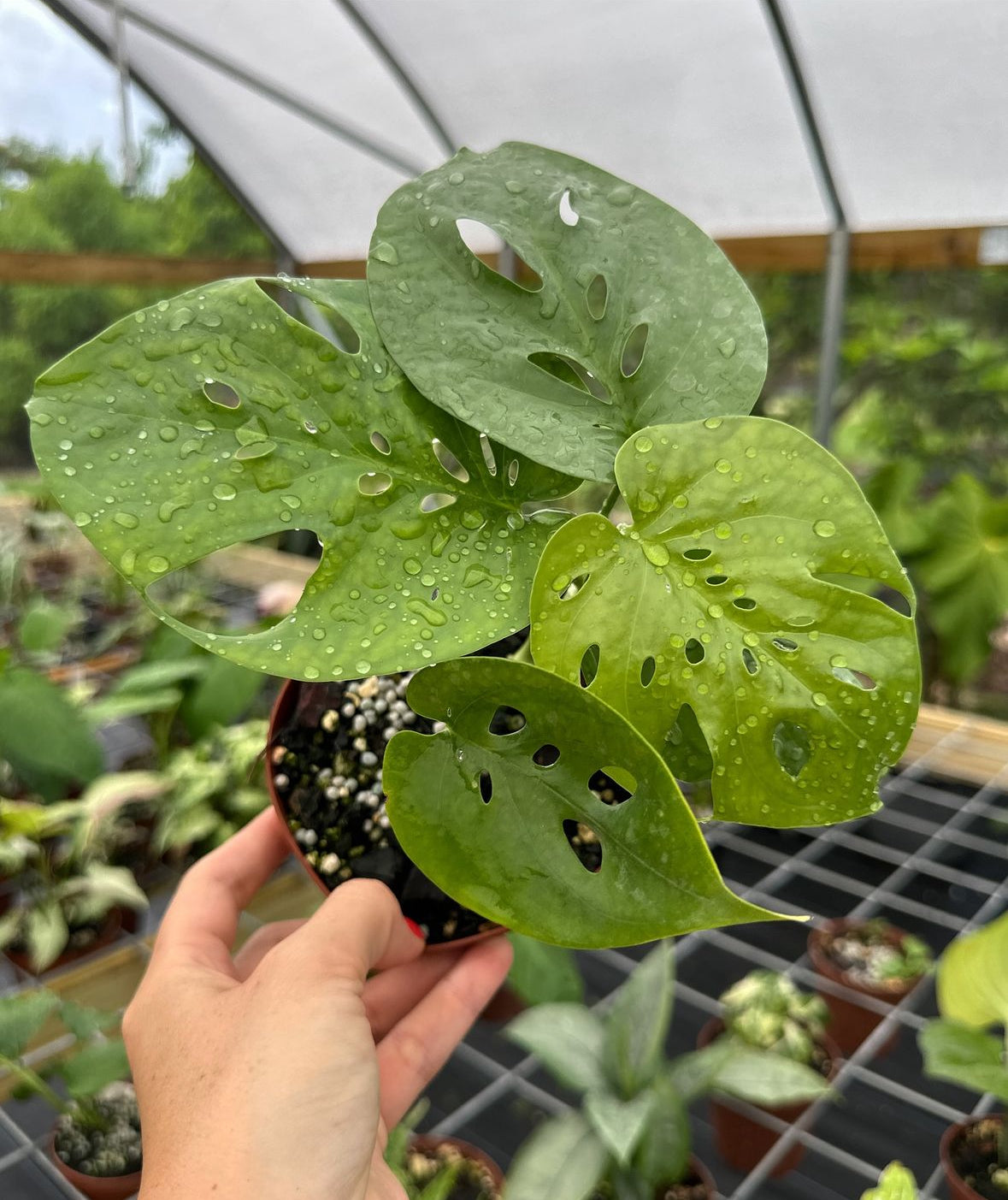monstera noid Amydrium NOID Sulawesi – Top Notch Tropical