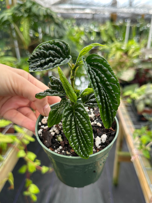 Rare Piper sp. (Dark Bullate leaves)