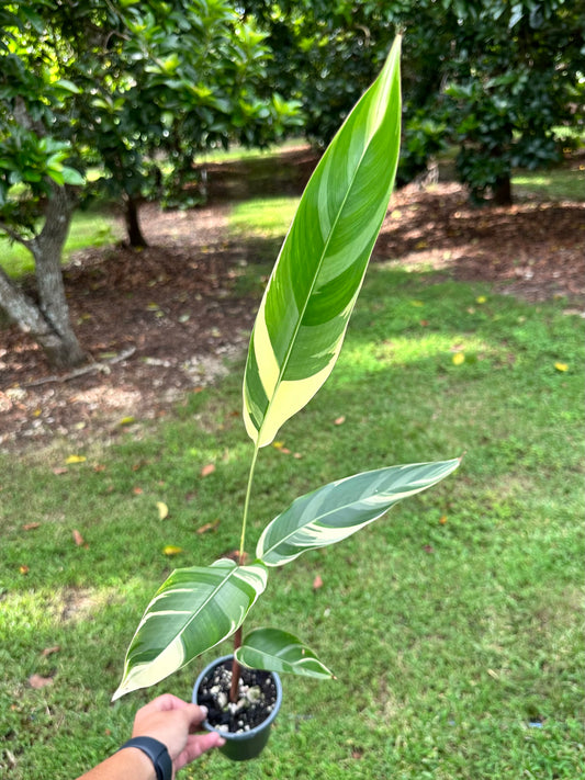 Heliconia Psittacorum 'Lady Di' Variegated