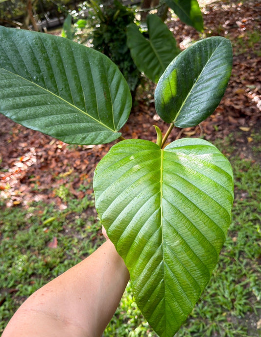 Coussapoa sp. Costa Rica