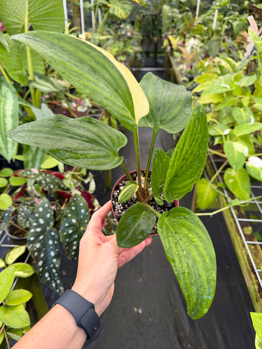Drimiopsis maculata variegated