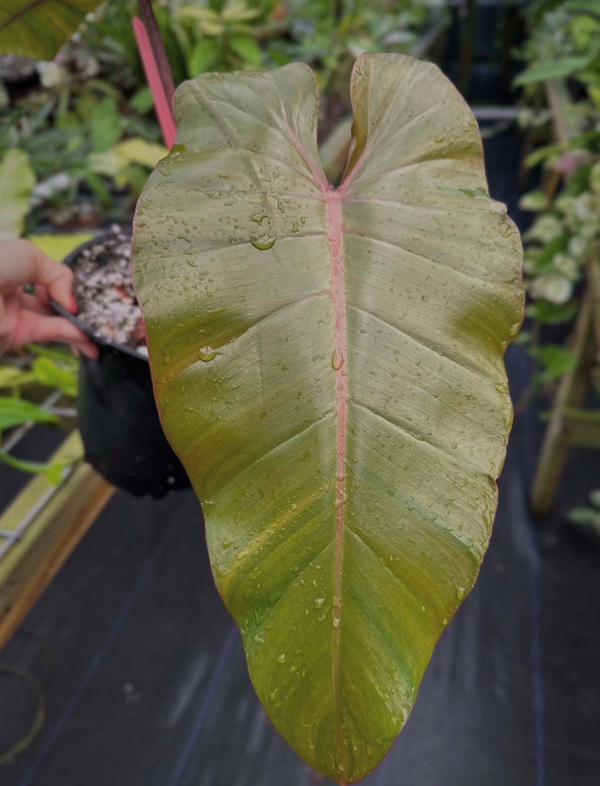 Philodendron hybrid 'Dark Lord' x giganteum