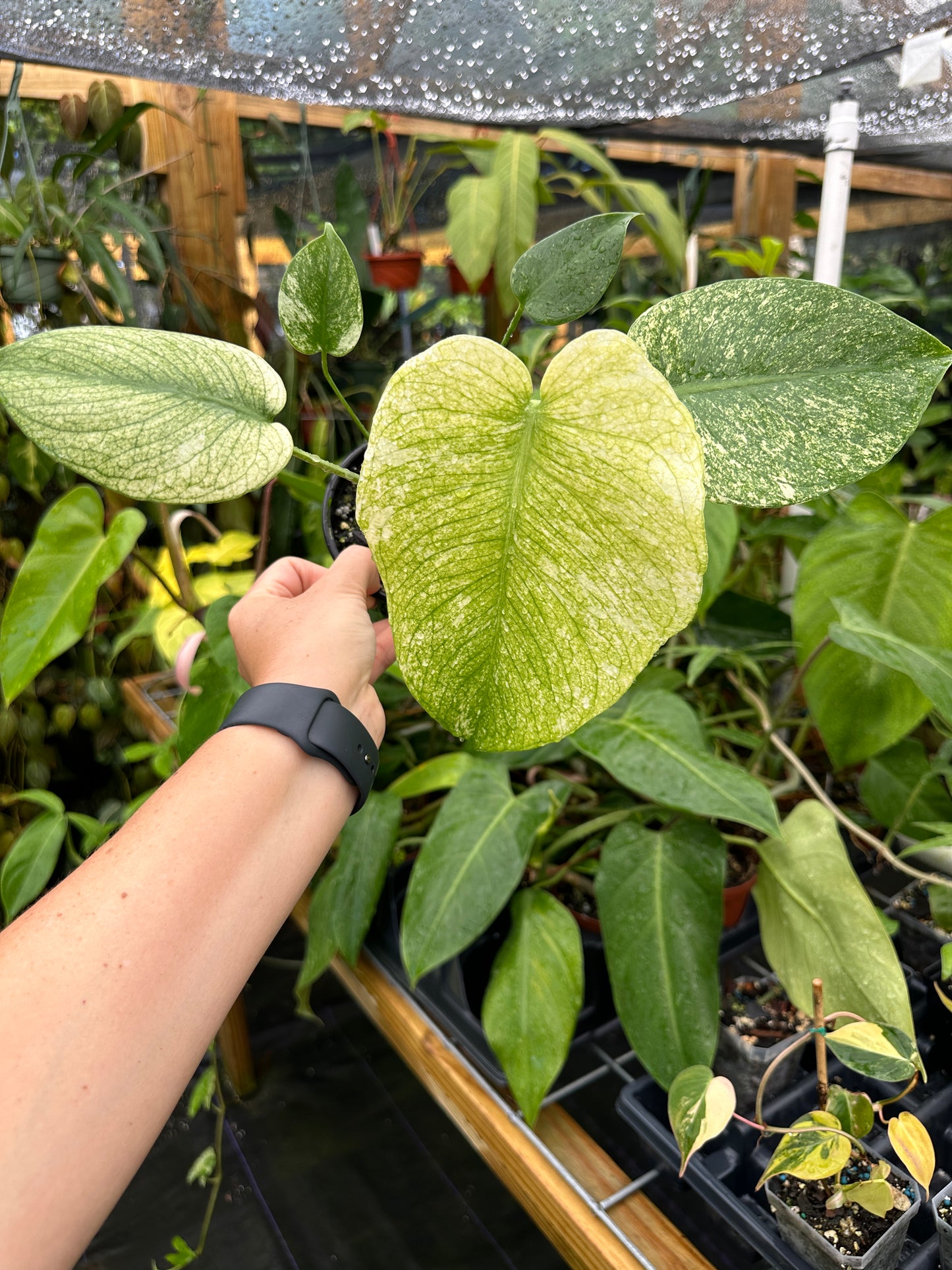 High Variegated Monstera mint