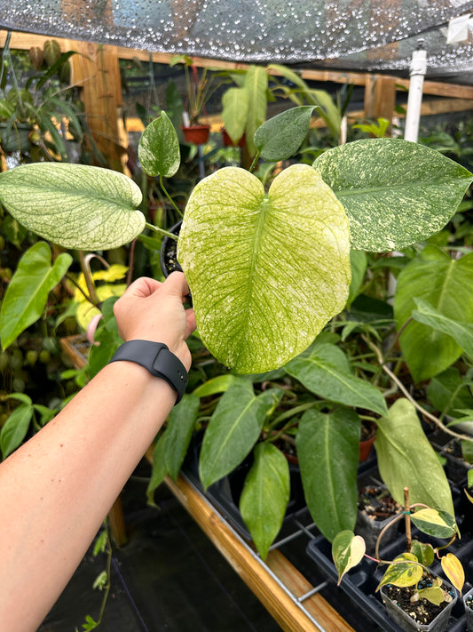 High Variegated Monstera mint