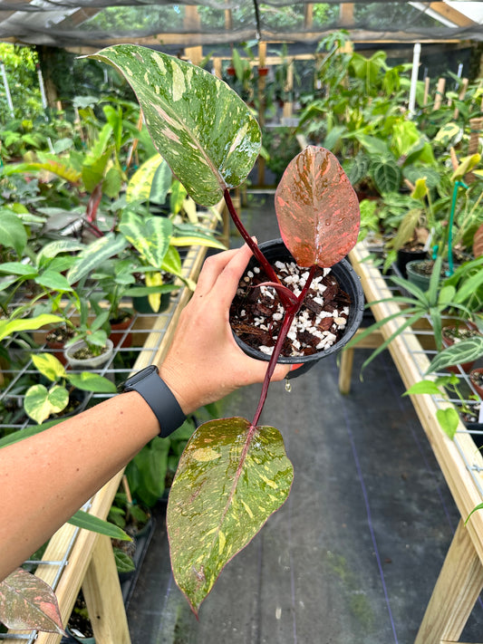Philodendron Orange Princess Variegated
