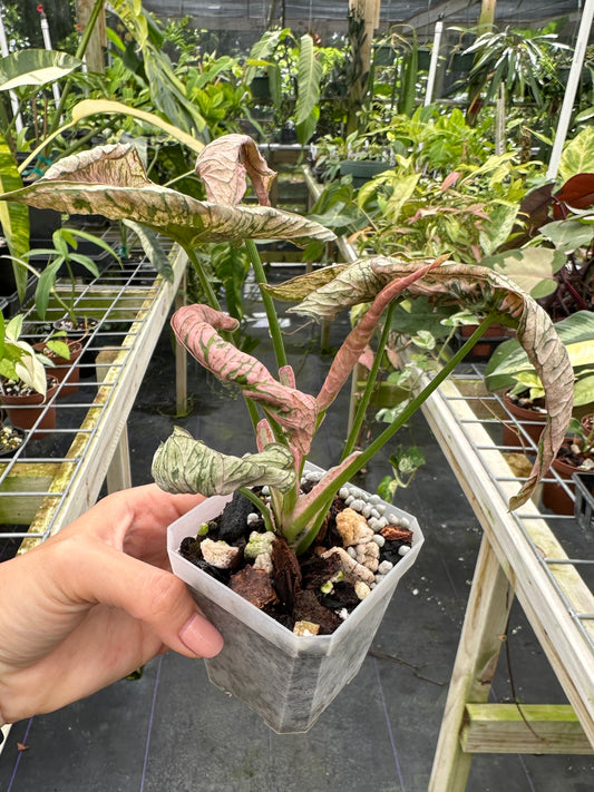 Syngonium Pink Rolli