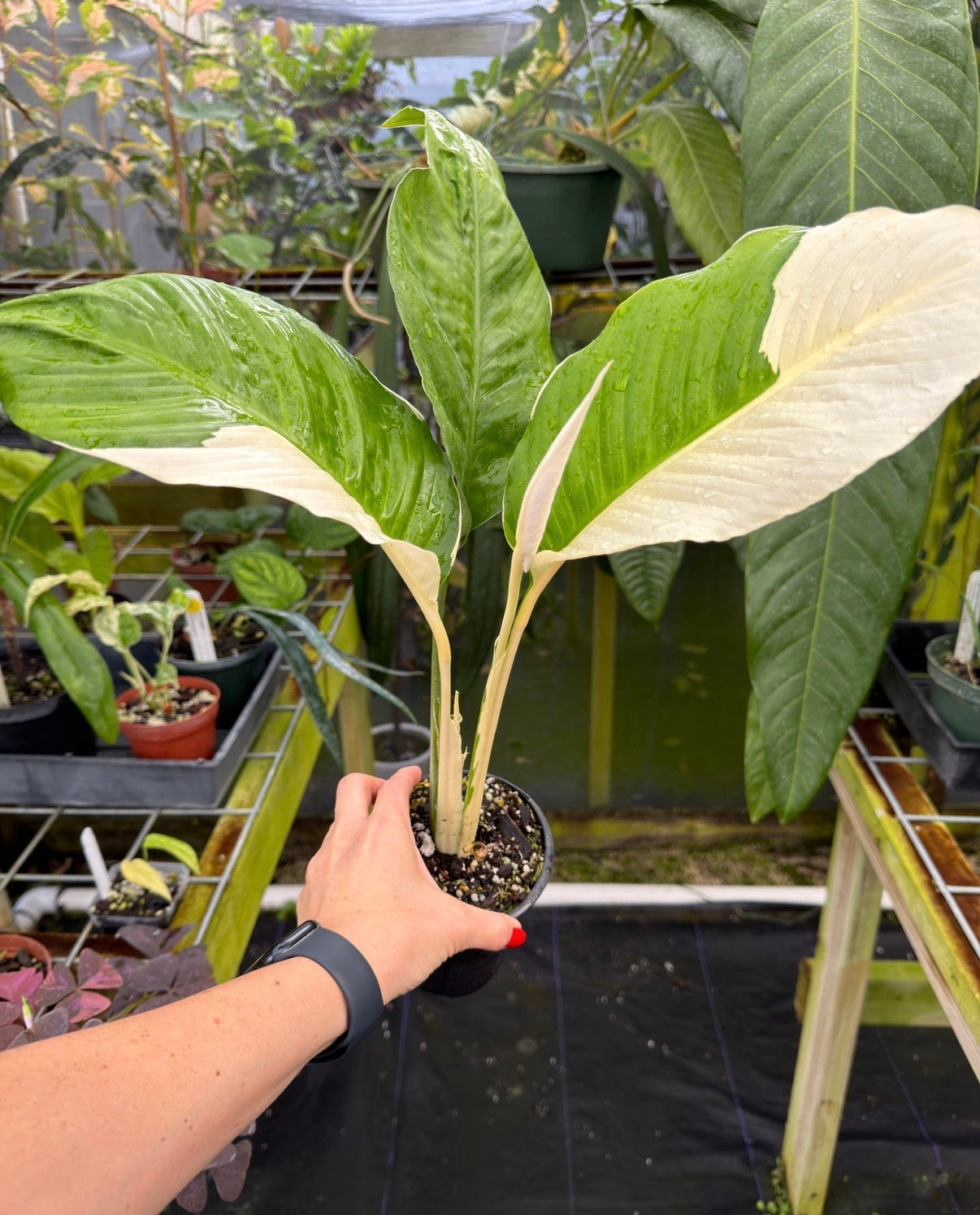 Spathiphyllum "Wizard" Albo variegated Peace Lily