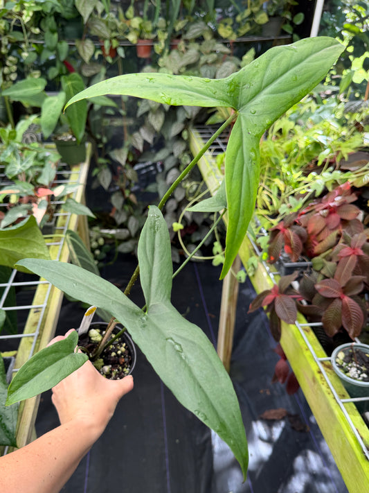 Lasimorpha senegalensis, syn. Cyrtosperma selanensis