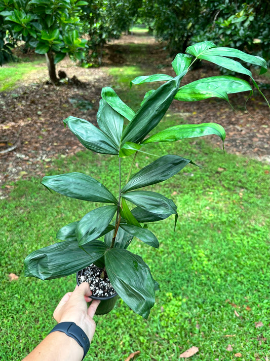 Dypsis sp. Maroantsetra Palm, Rare