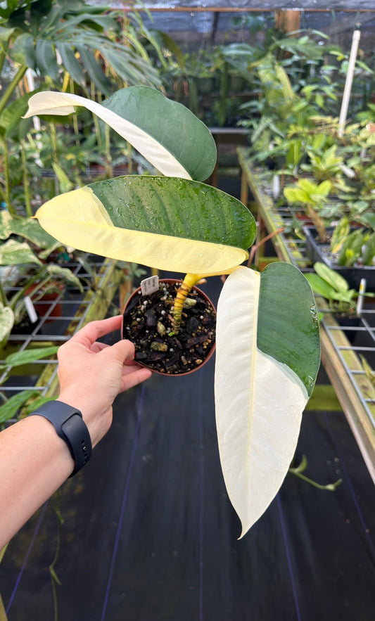 Epipremnum giganteum Albo High Variegated