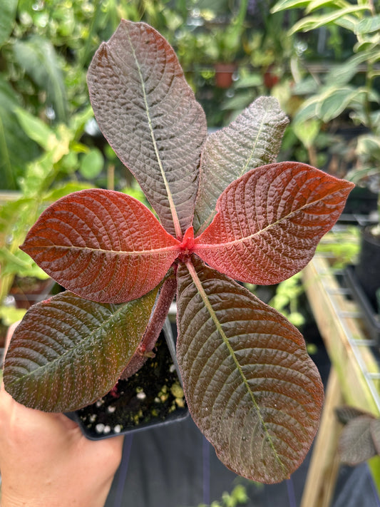 Hoffmannia roezlii type *red