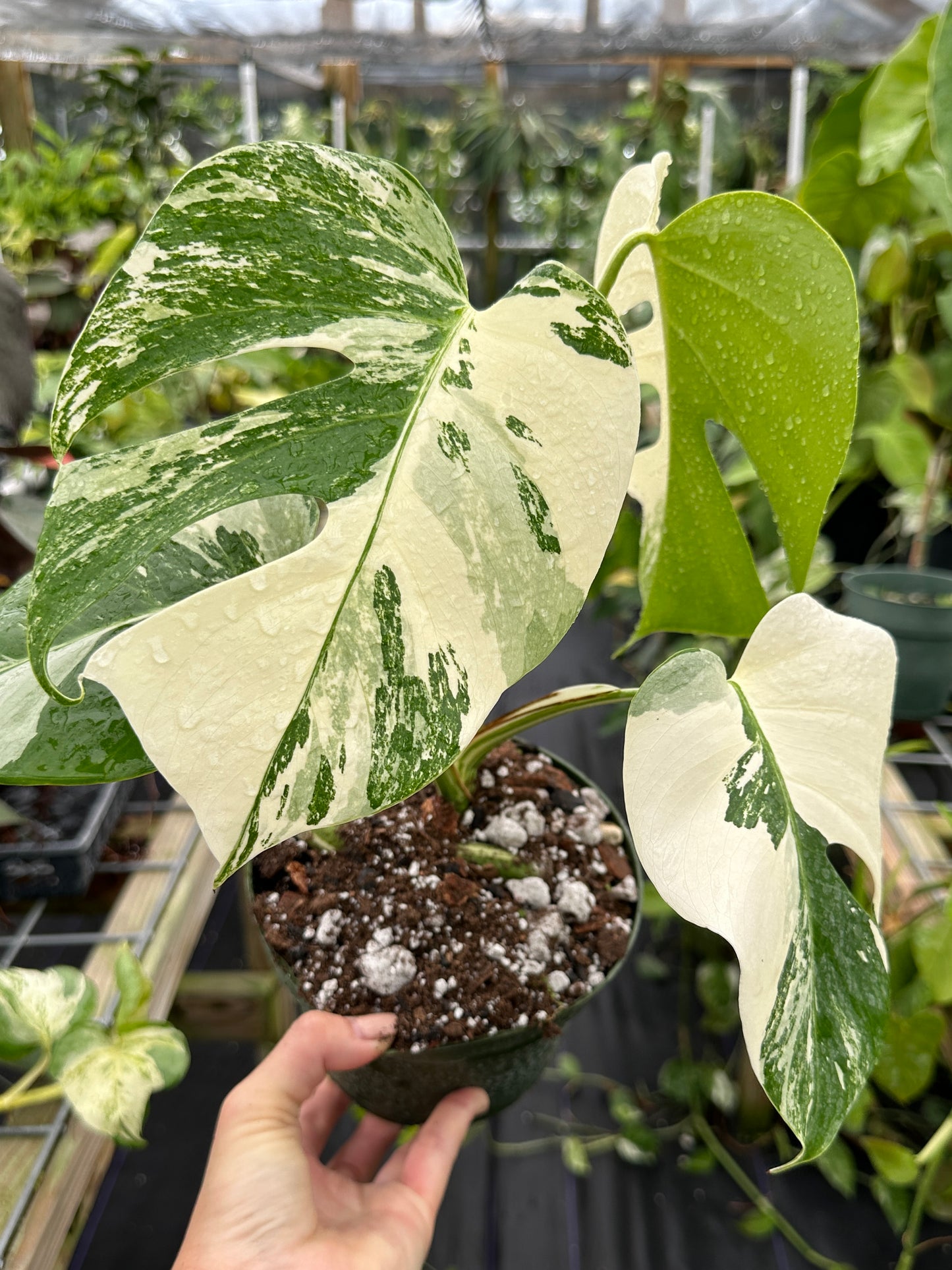 Monstera Albo Variegated EXACT PLANT 6” pot