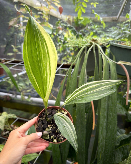 Aspidistra elatior variegated, Cast Iron Plant