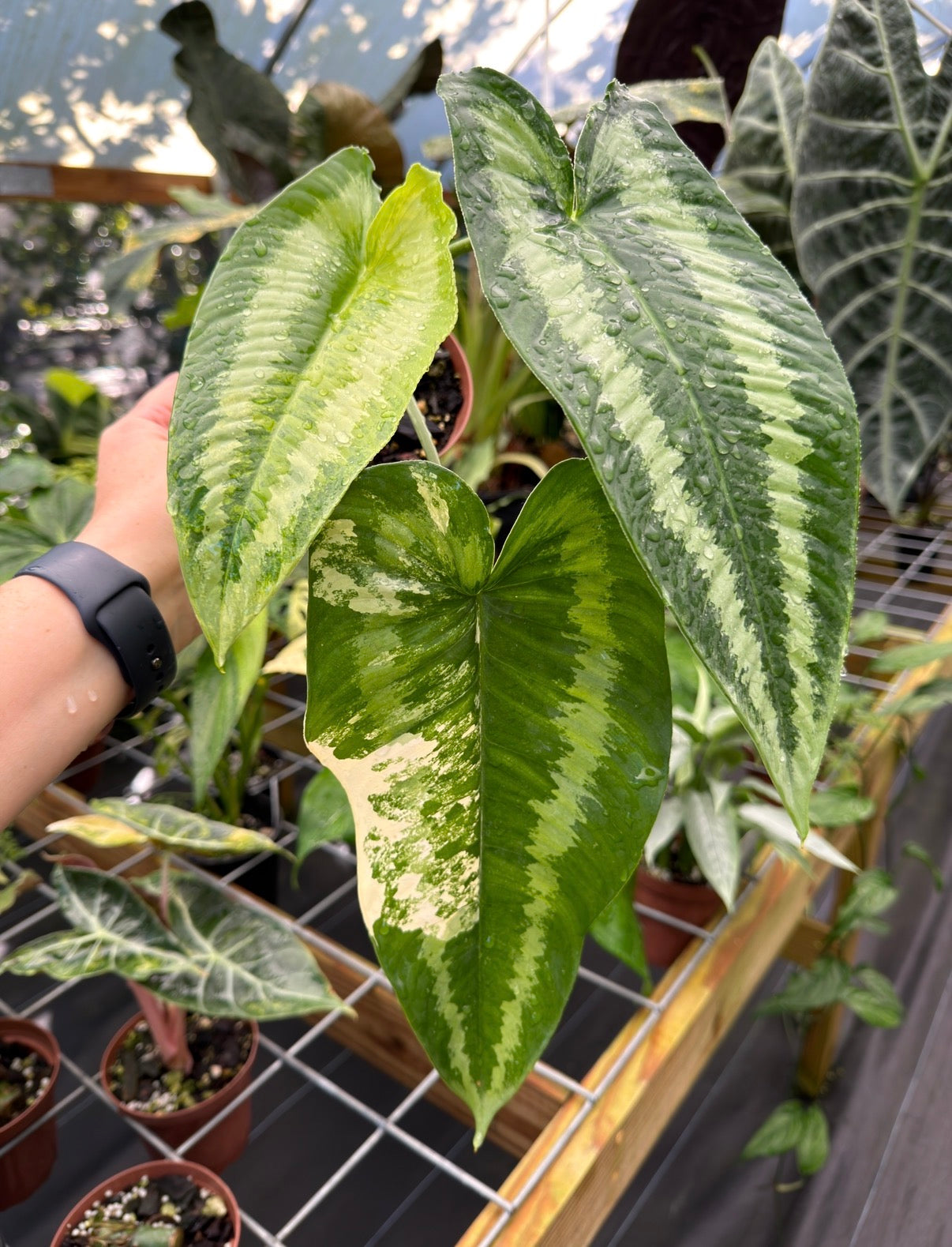 Schismatoglottis wallichi Variegated – Top Notch Tropical