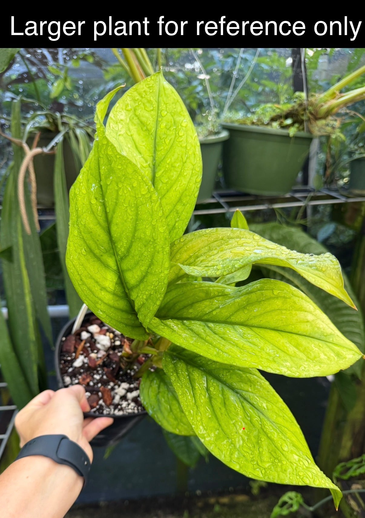 Culcasia mannii, Rare