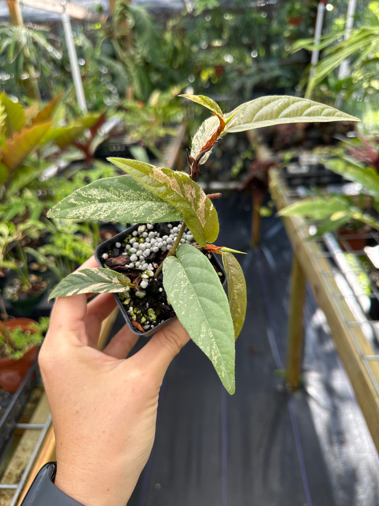 Rare Ficus sagittata variegated