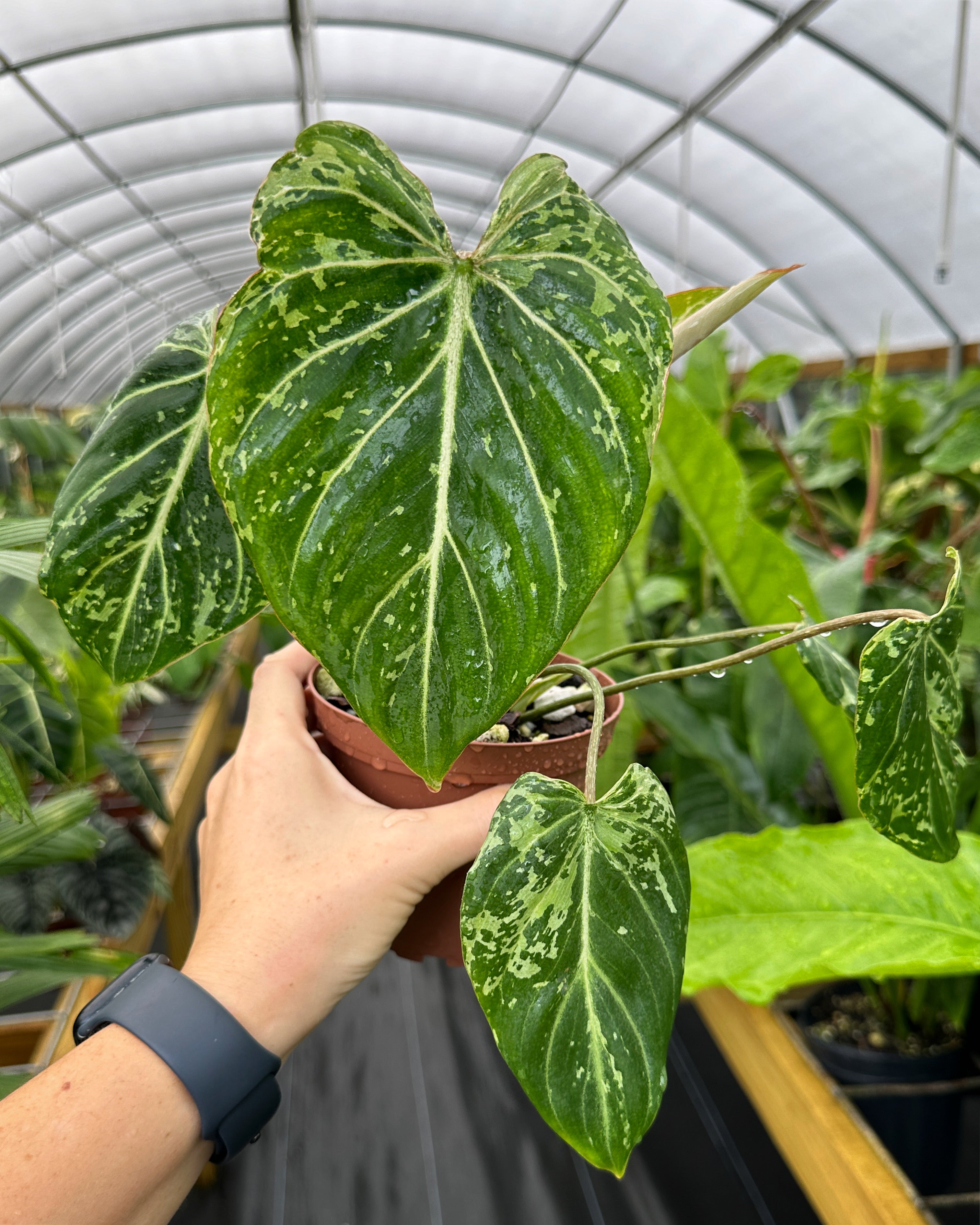philodendron snow Philodendron gloriosum 'Snow Leopard' variegated – Top Notch Tropical