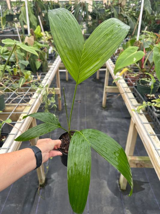 Areca triandra, Perfume Palm Tree (Lemon Scented Flowers)
