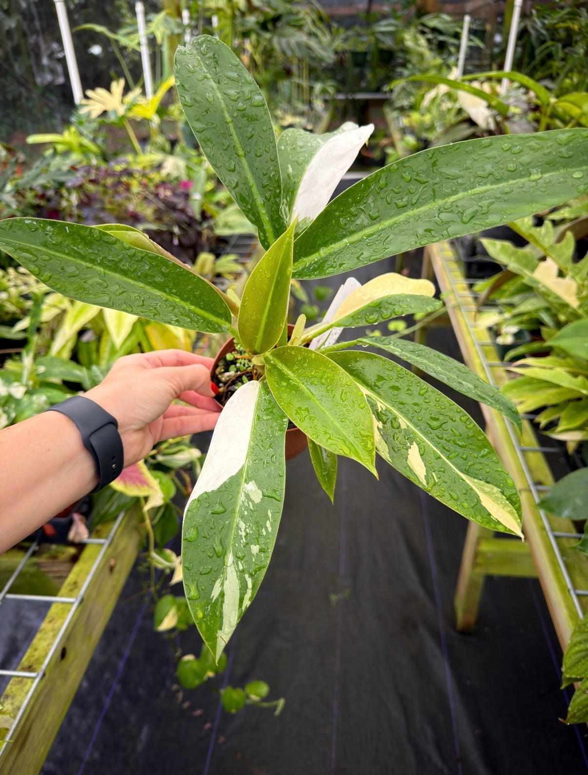 Philodendron wend imbe Variegated – Top Notch Tropical