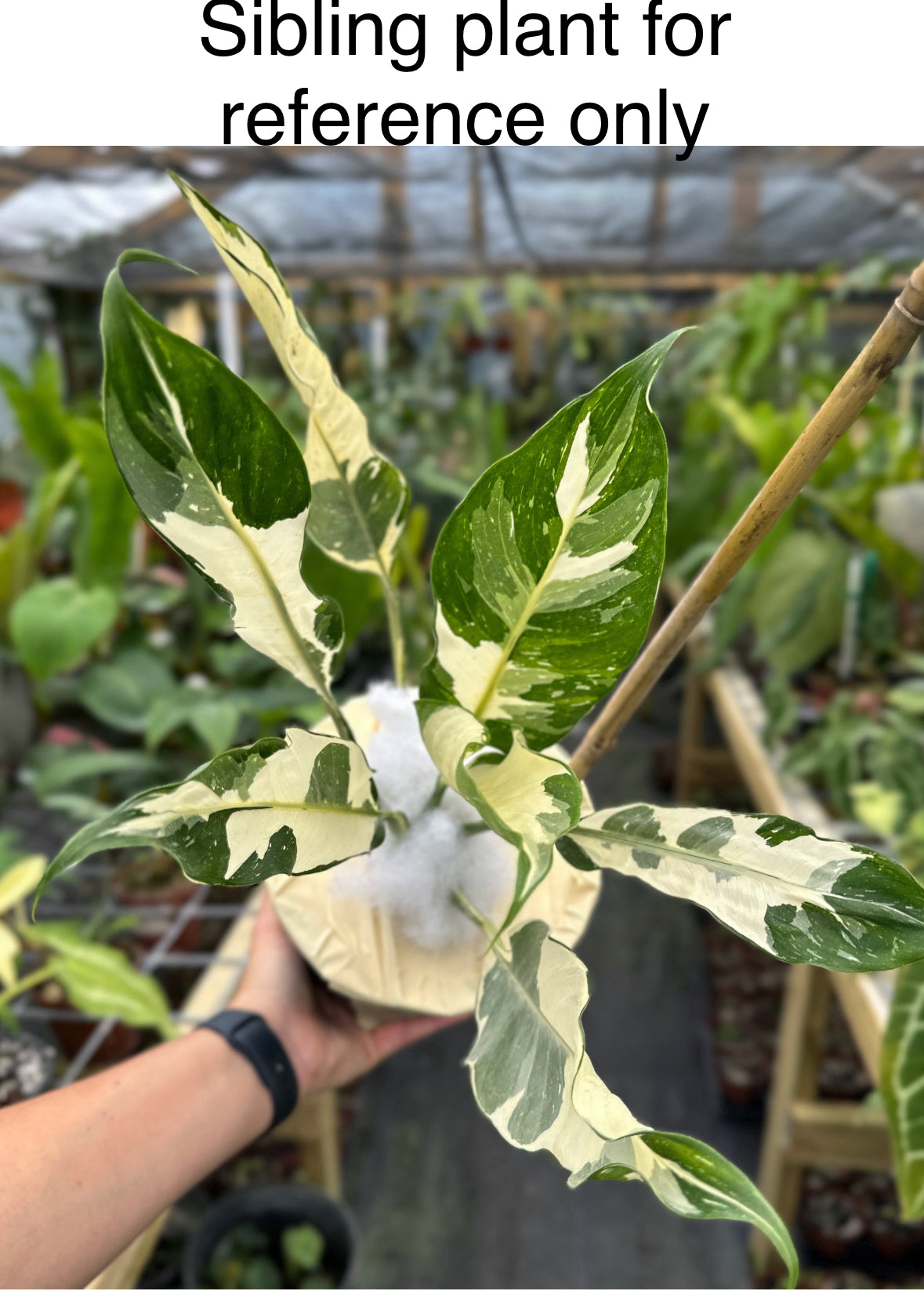 Rare Spathiphyllum "Galaxy" High variegated Peace Lily