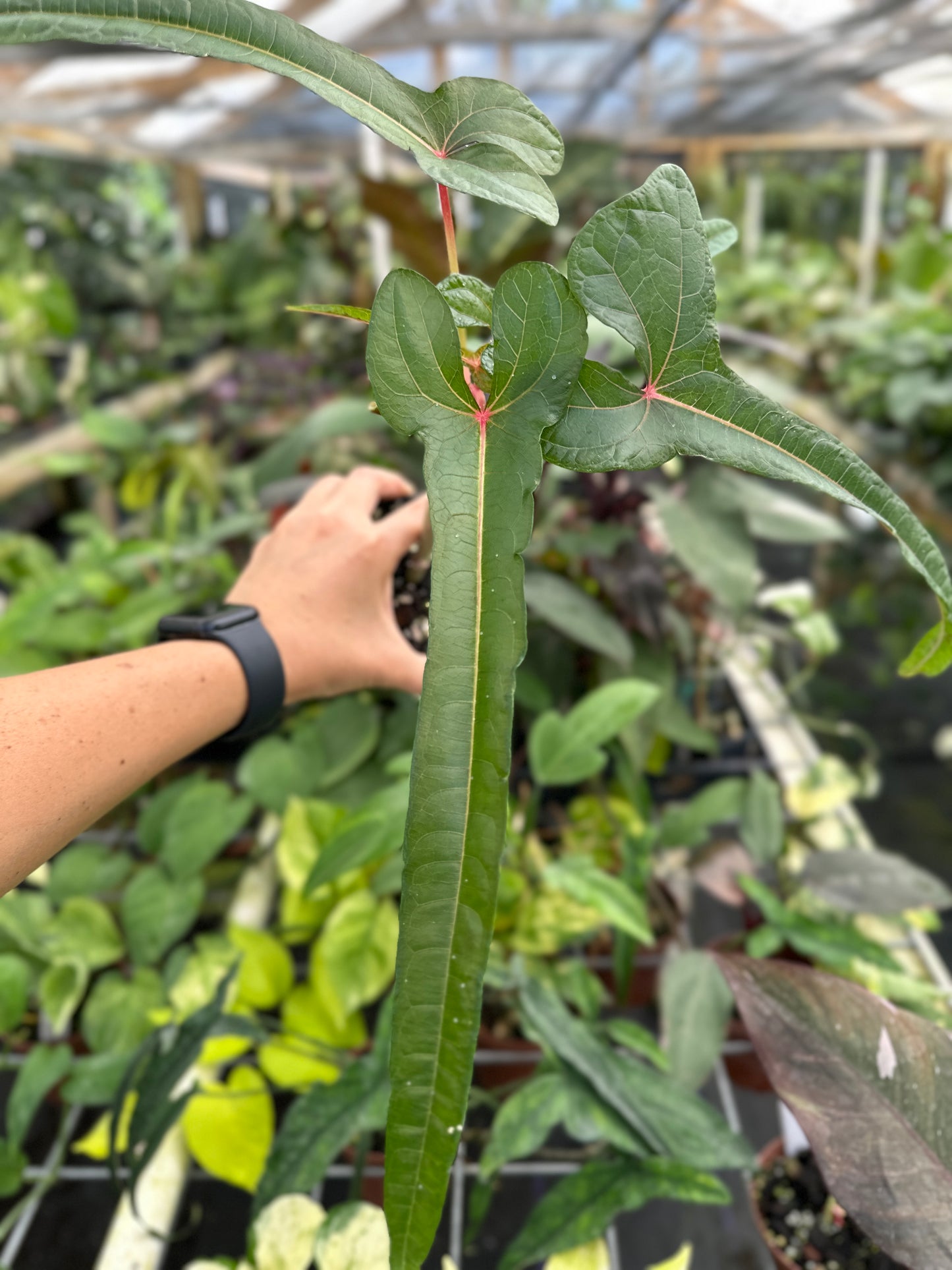 Abelmoschus manihot sp. papua cenderawasih