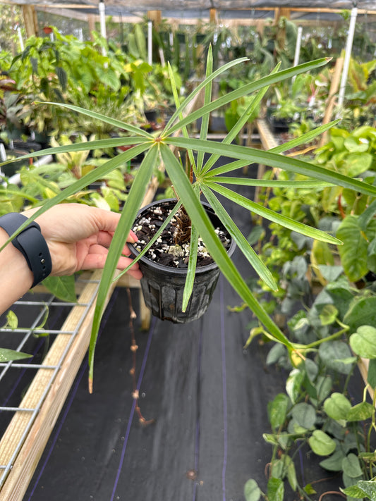 Coccothrinax Crinita, Old Man Palm