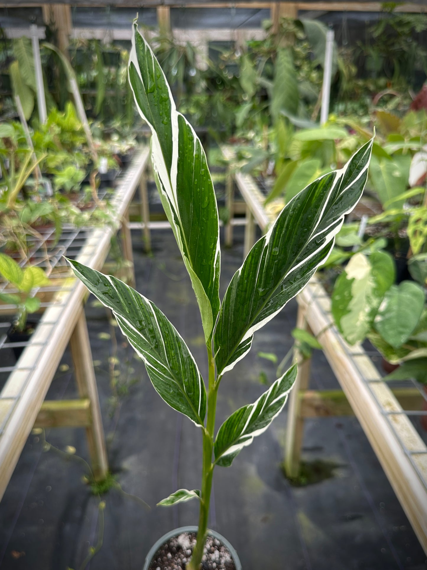 Alpinia vittata variegated