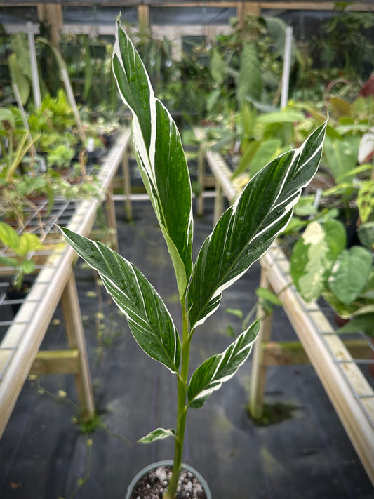 Alpinia vittata variegated