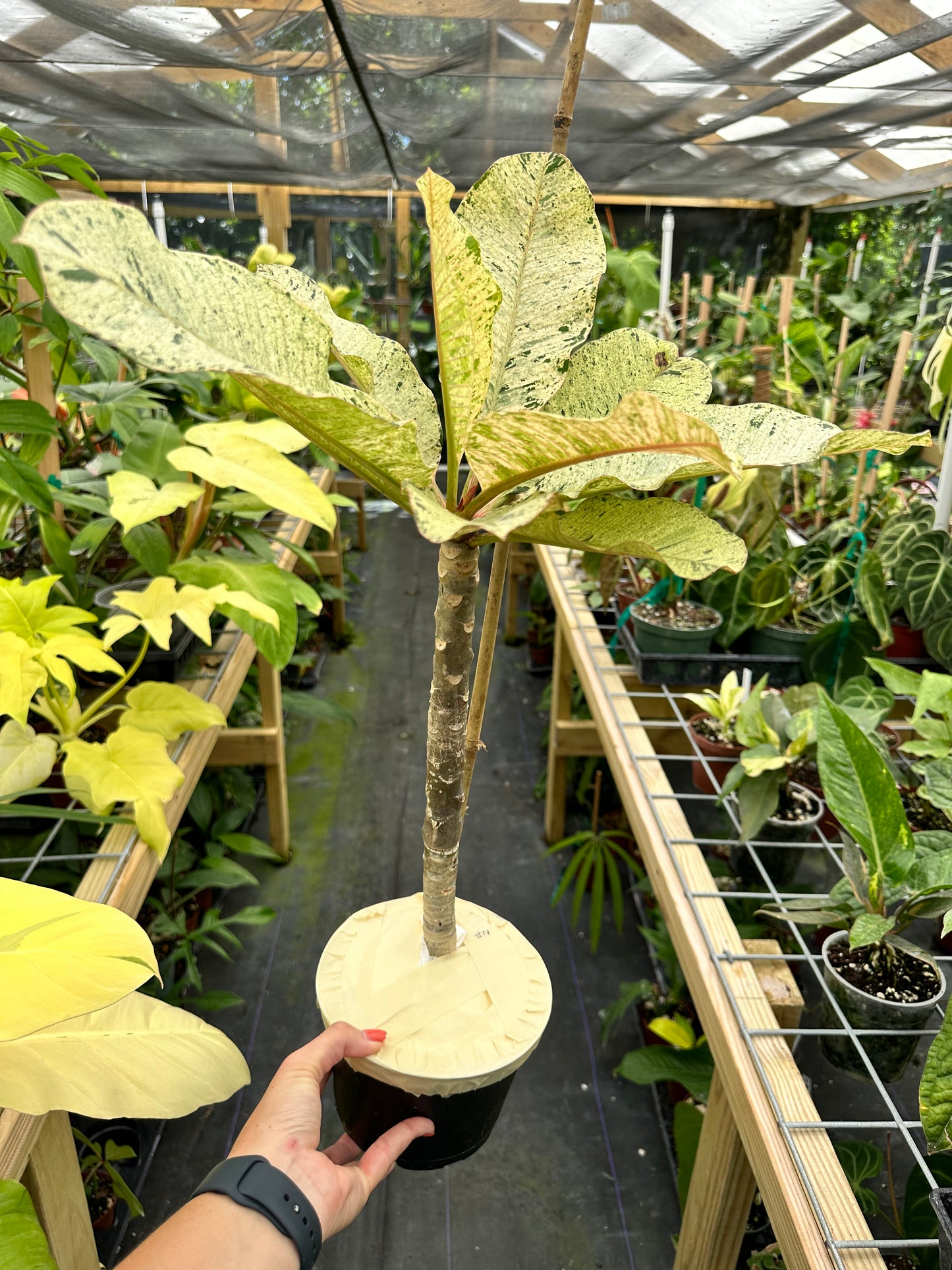 XL Rare Variegated Plumeria Frangipani
