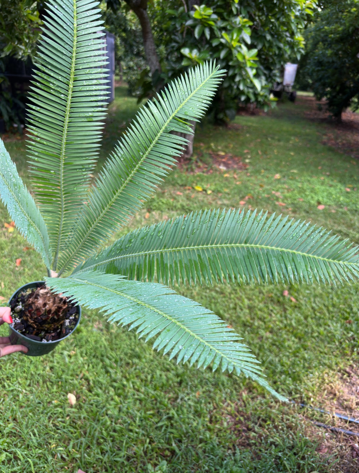 Dioon Edule "Queretaro Blue" XL