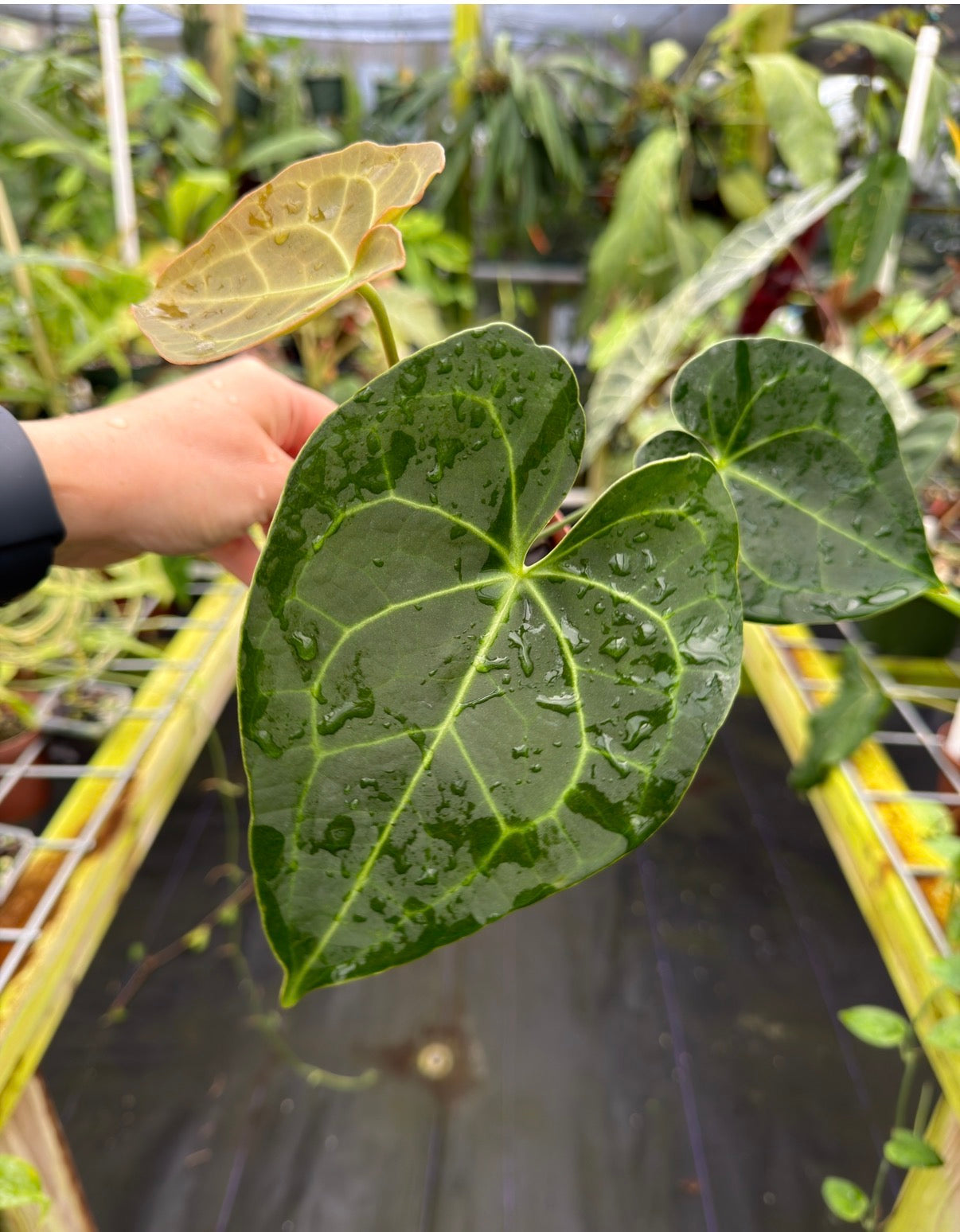 anthurium pterodactyl care Anthurium Pterodactyl Hybrid